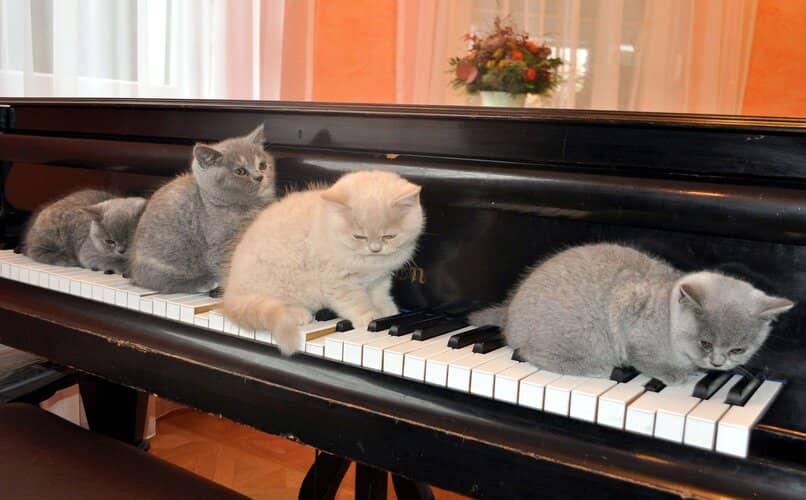 gatos acostados sobre piano de casa