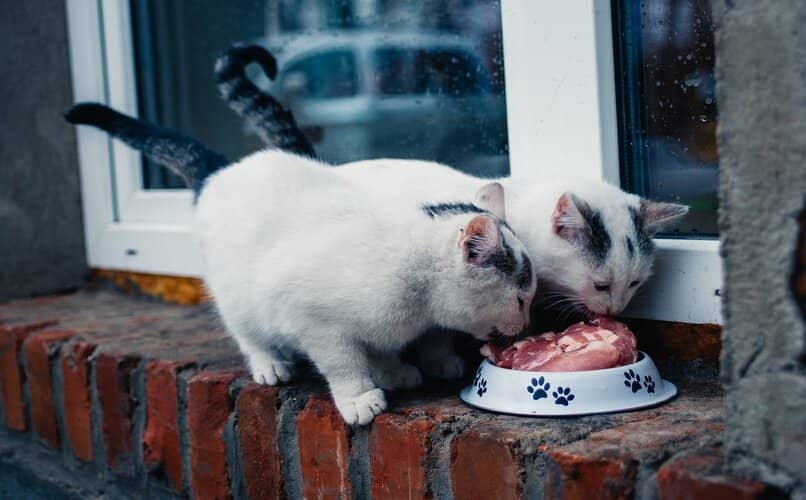 gatos compartiendo plato de comida