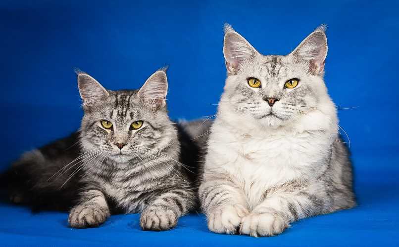 gatos tranquilos posando para retrato
