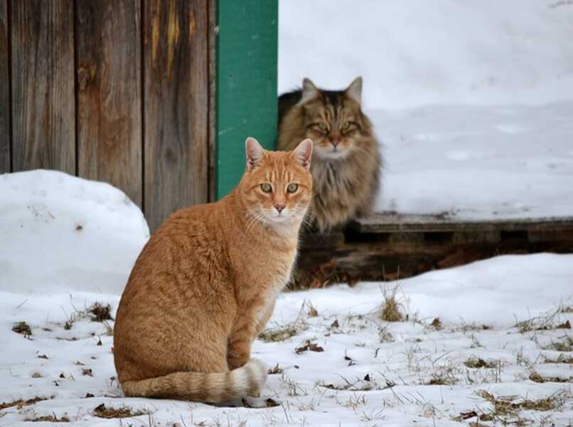 felinos amigos en el invierno
