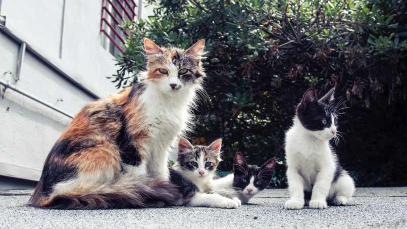 familia de gatos calle