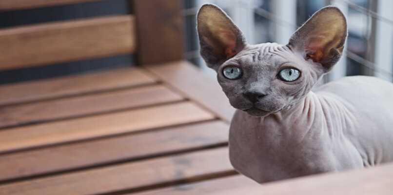 gato gris egipcio