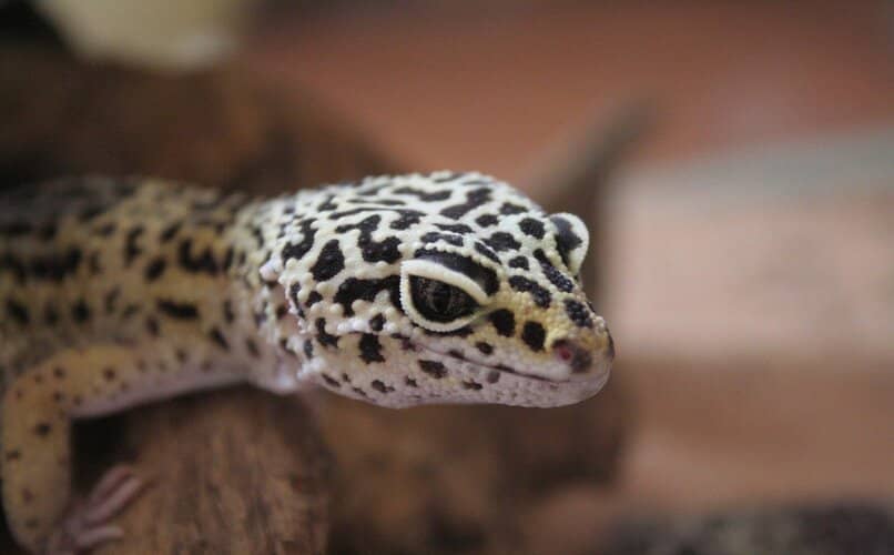 bebe gecko terrario