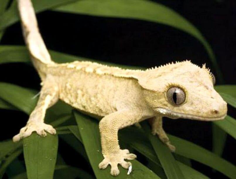 gecko entre hojas