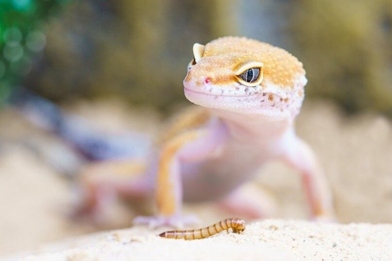 lagarto gecko amarillo sobre tierra