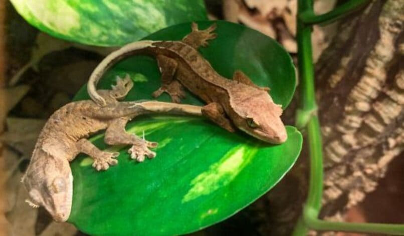 pareja geckos