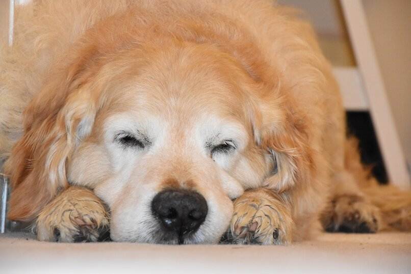 perro golden durmiendo anciano