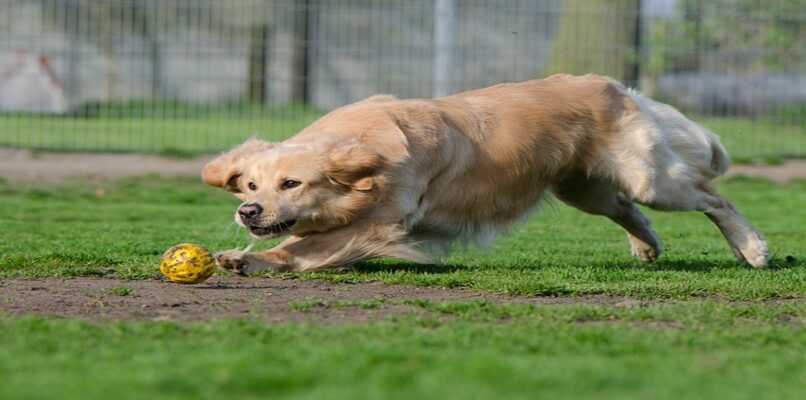 golden retriever persiguiendo una pelota