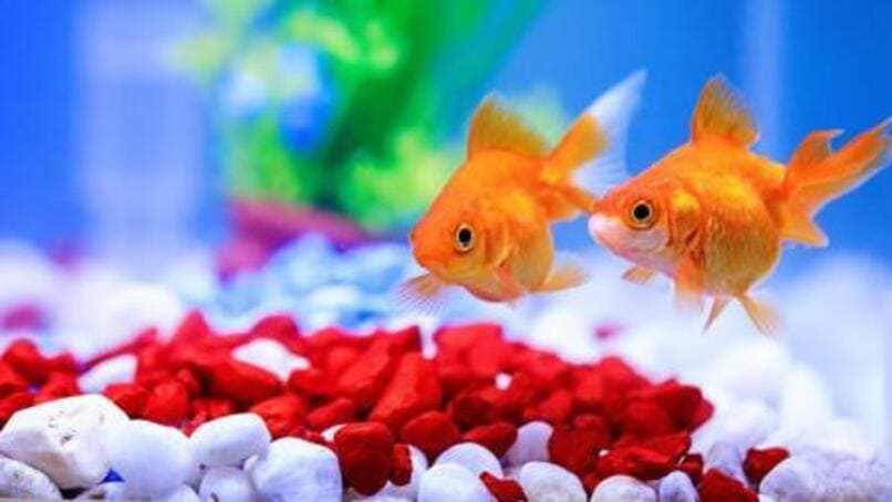 goldfish nadando acuario 
