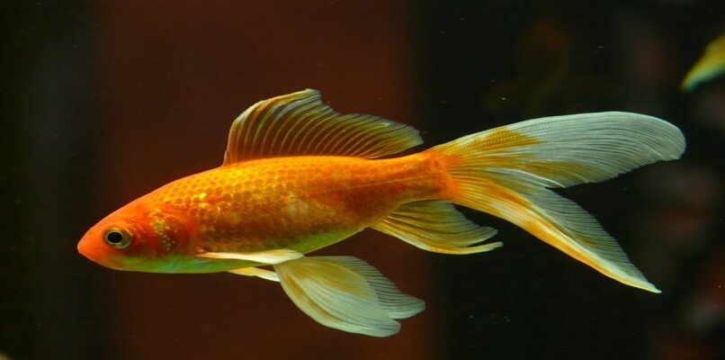goldfish comiendo feliz