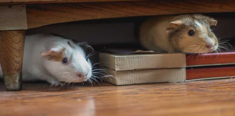 hamster escondidos