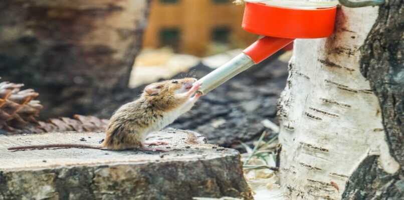 hamster tomando agua