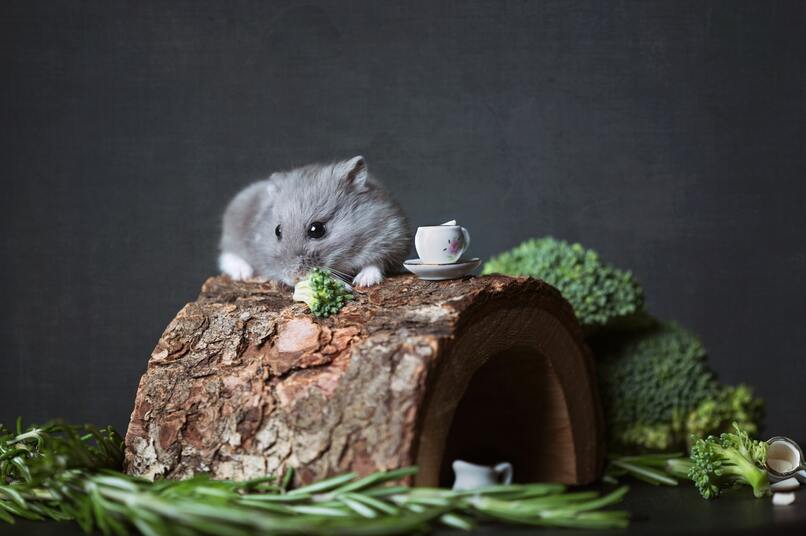 hamster jugando en un ambiente natural