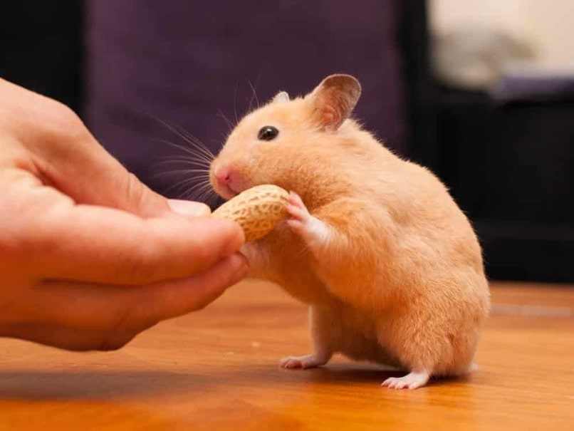 hamster recibiendo alimento