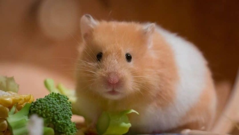 hamster comiendo planta