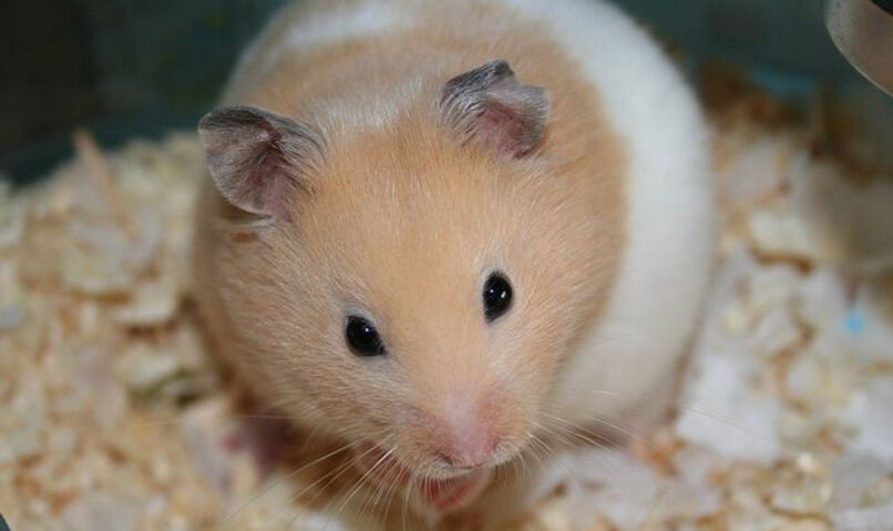 hamster dorado sirio