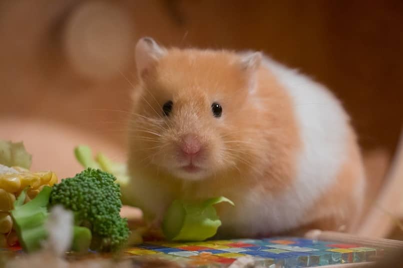 roedor alimentandose verduras