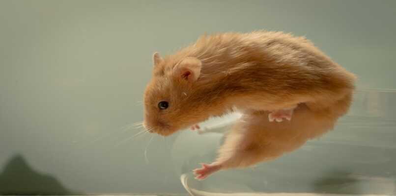 hamster escapando