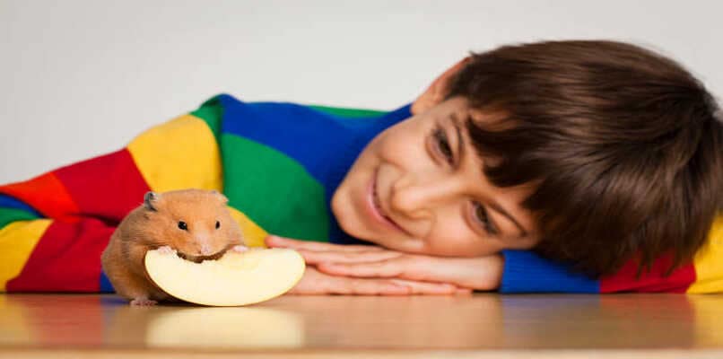 nino alimentando a su hamster