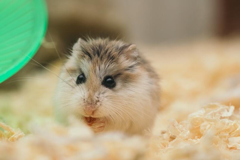 hamster jugando en su jaula