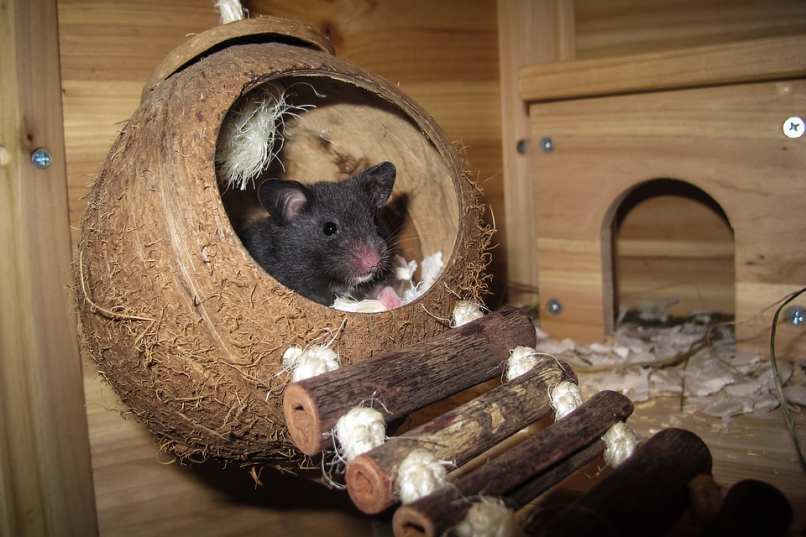 roedor casita de coco
