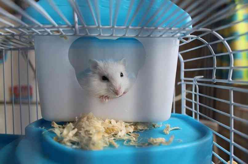 hamster en su casa