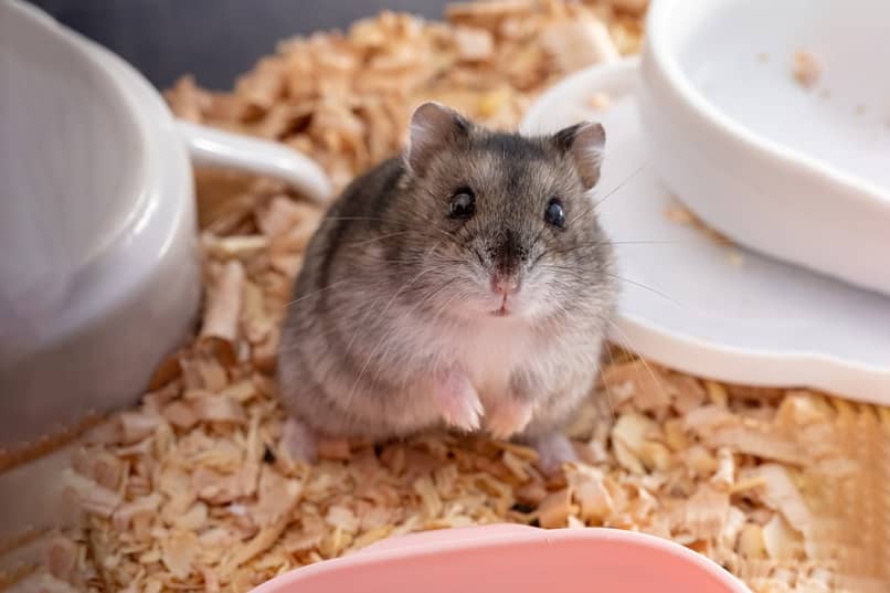 comidas que no se le pueden dar a un hamster ruso