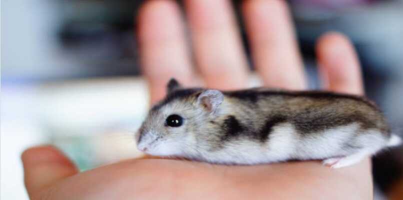 hamster ruso es de los mas pequenos de la especie