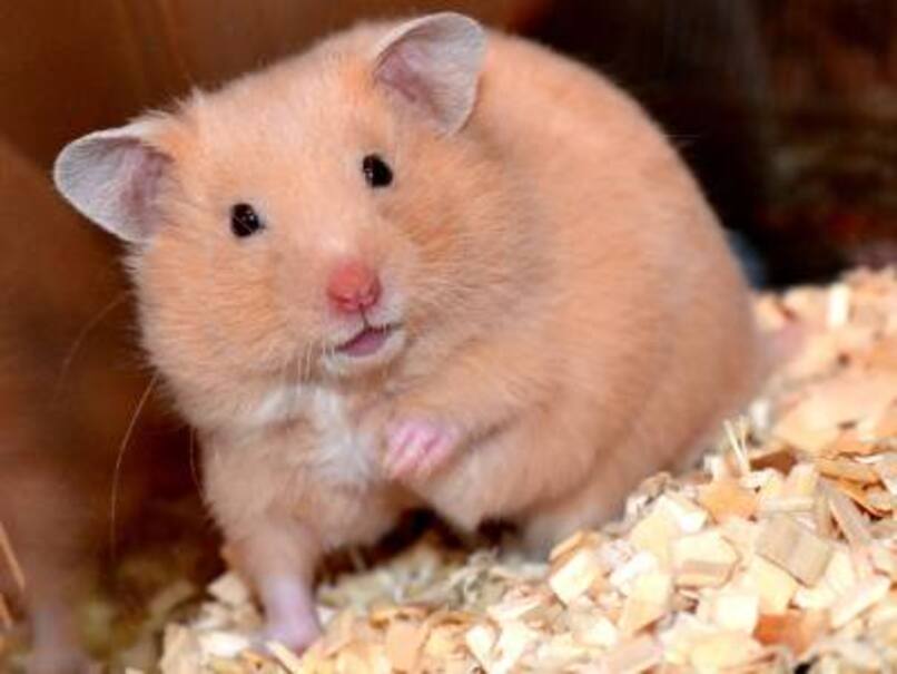 hamster sirio gordo 