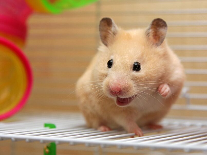 hamster sirio dorado
