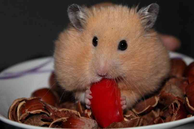 hamster comiendo jitomate