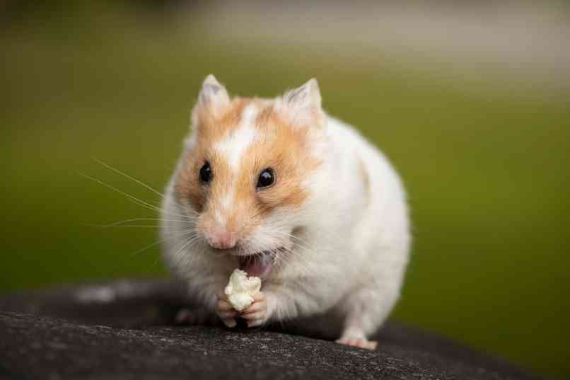 hamster sosteniendo comida