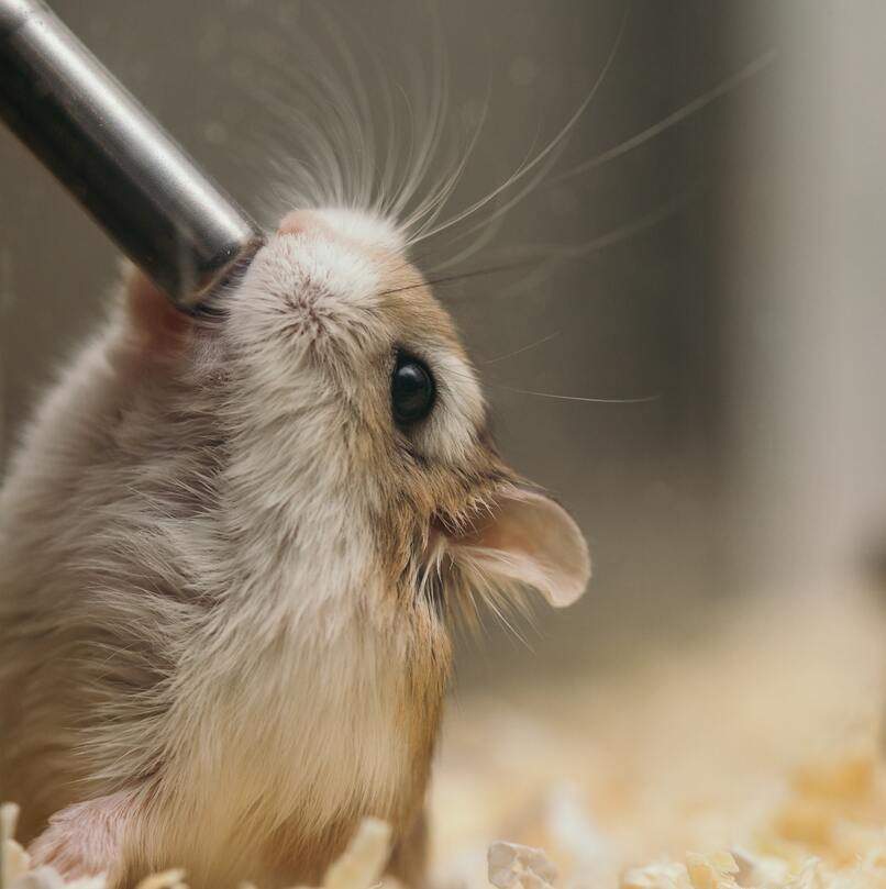 hamster hidratandose con agua