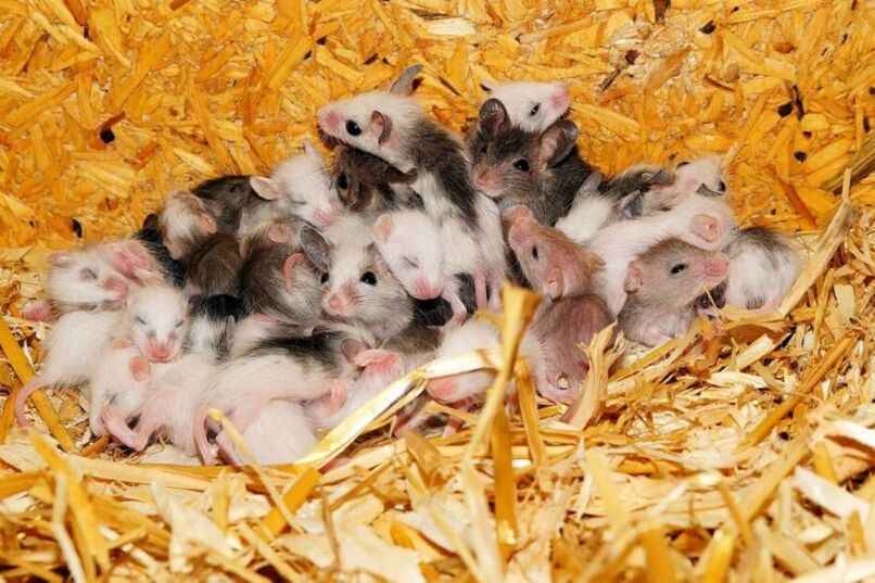 muchos hamsters bebes