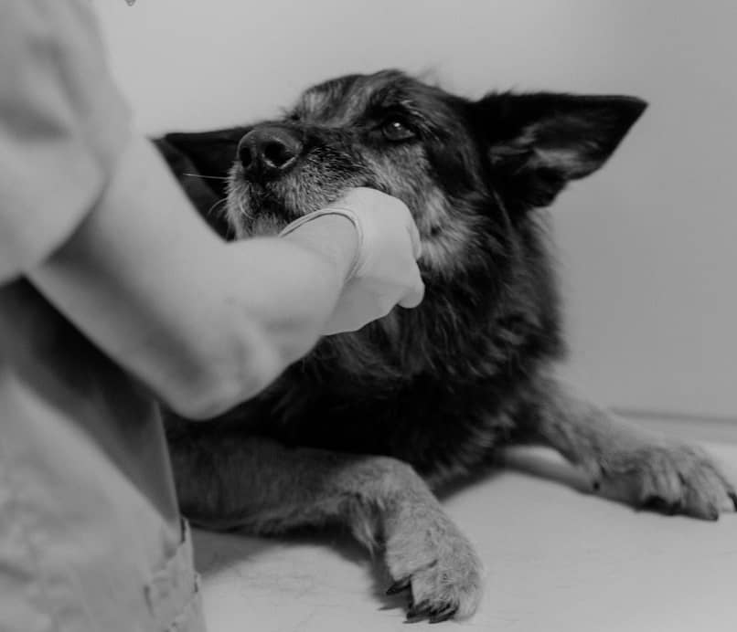 sintomas de hemoparasitos en perros