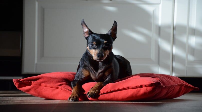 perro raza pinscher color negro en una almohada