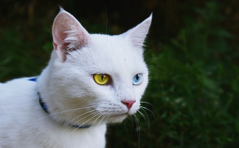 heterocromia en gatos