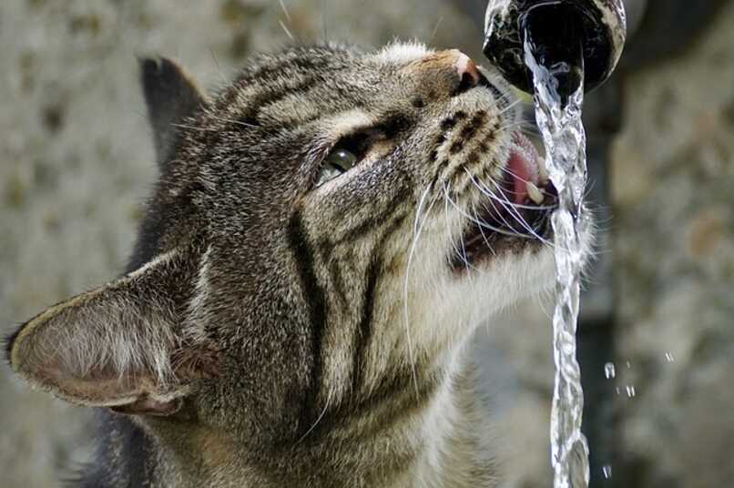 hidrata a tu gato en verano