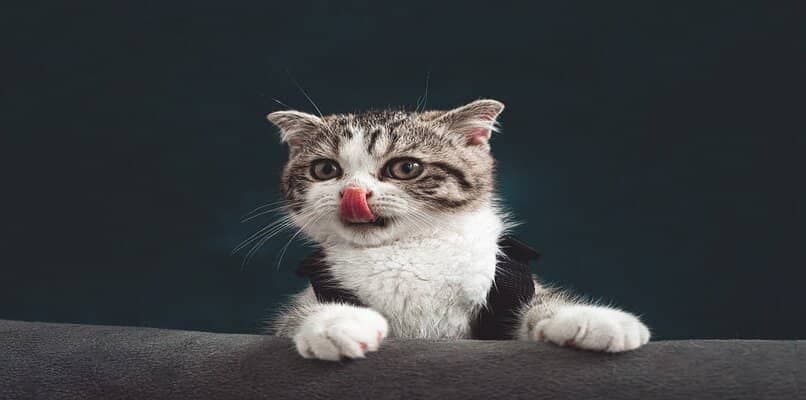 cepillo de dientes y dentrifico para gatos