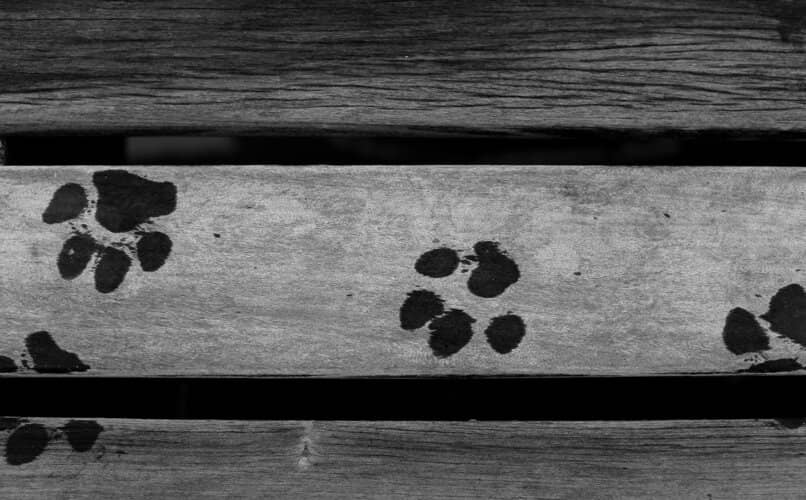 huellas de perro coonhound sobre piso de madera