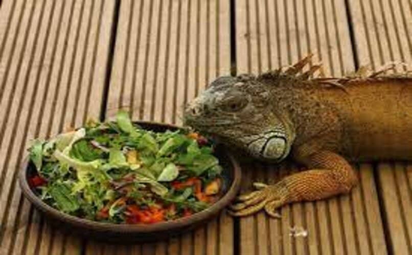 iguana comiendo verduras