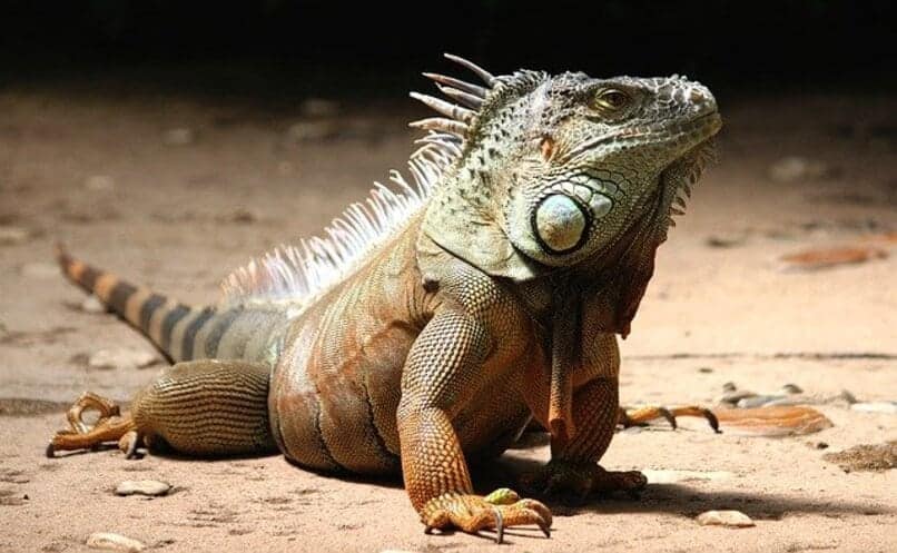 iguana de tierra marron