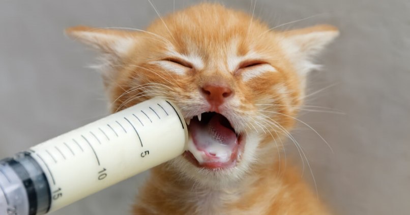 gato tomando leche desnutricion