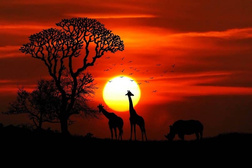 jirafa de noche