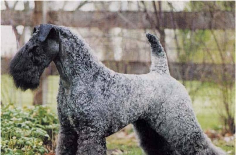 temperamento de kerry blue terrier