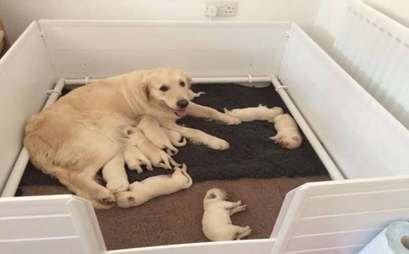 perritos recien nacidos