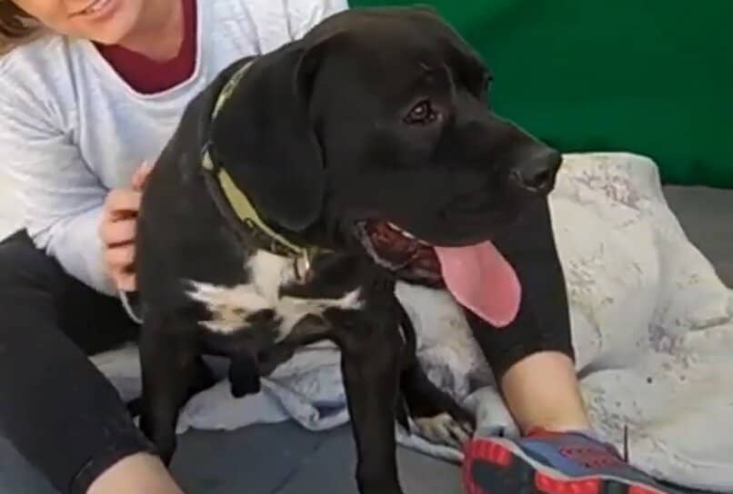 perro de raza labrador retriever con anemia