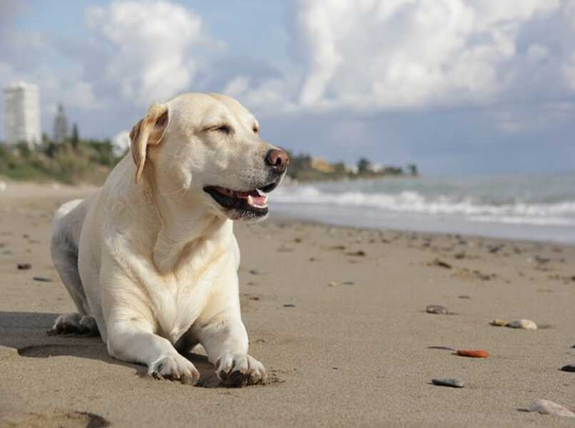 perro labrador playa
