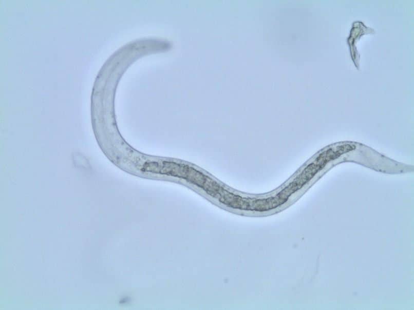 parasitos en perros visto a traves del microscopio