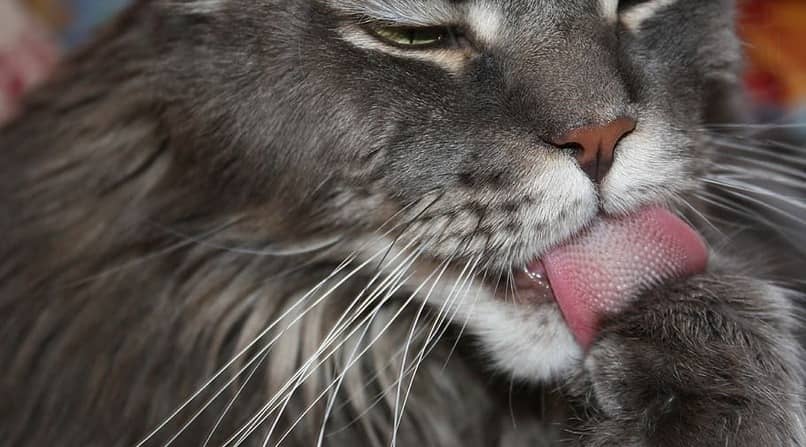 porque los gatos tienen la lengua aspera